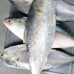 ৪ পিস ৬ কেজি