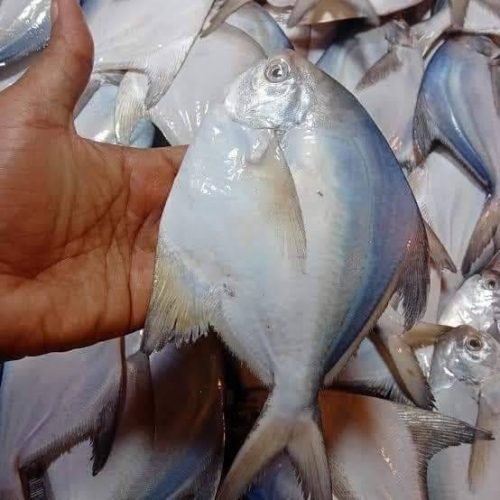 রূপচাঁদা ১ কেজি